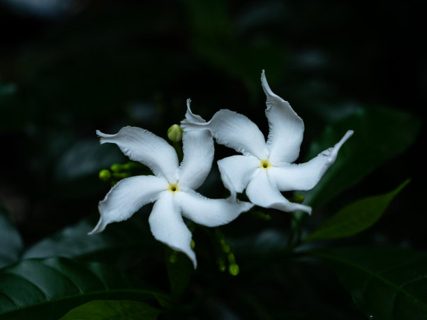 双胞胎栀子花盛开图片下载