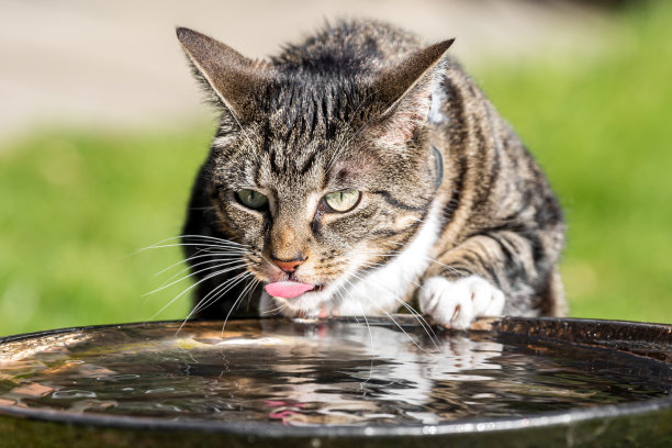 虎斑猫喝水的特写图片下载