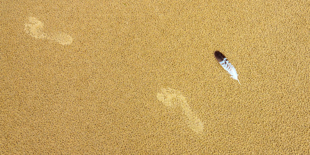 脚印和海鸥羽毛图片下载