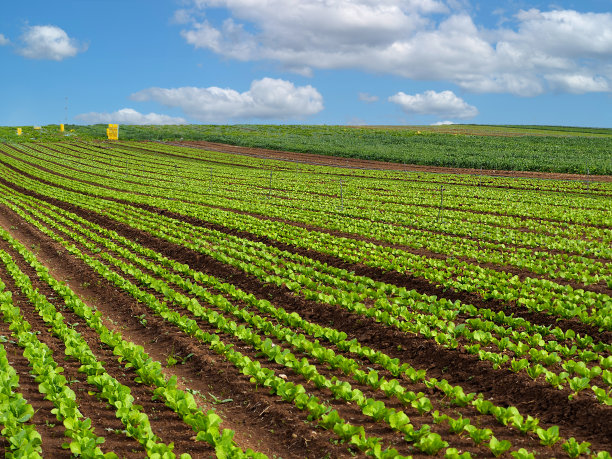 生菜田图片下载