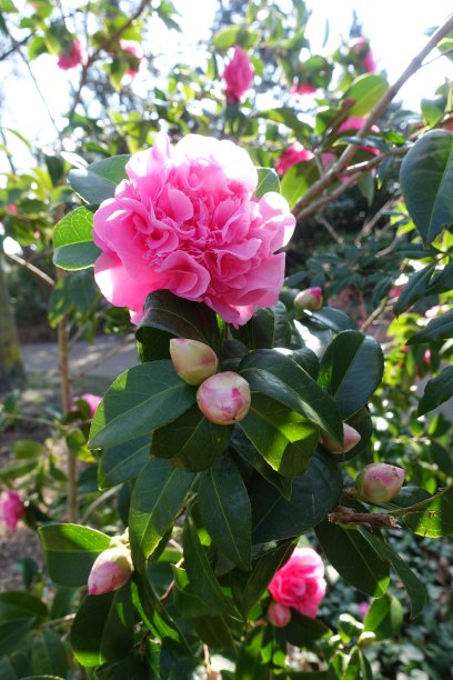 山茶花盛开，花蕾季节春天图片下载