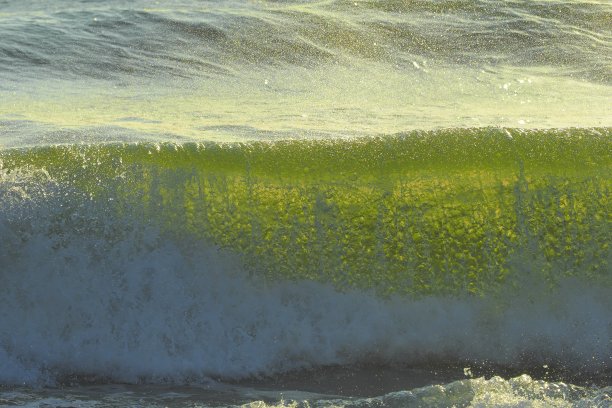 卷曲的绿色波浪移动到佛罗里达的海滩上，背光产生半透明的辉光图片下载