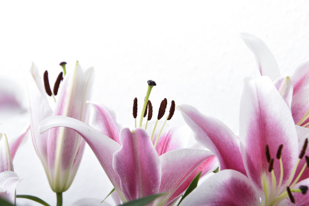 白色背景上美丽盛开的百合组成，宏观图片下载