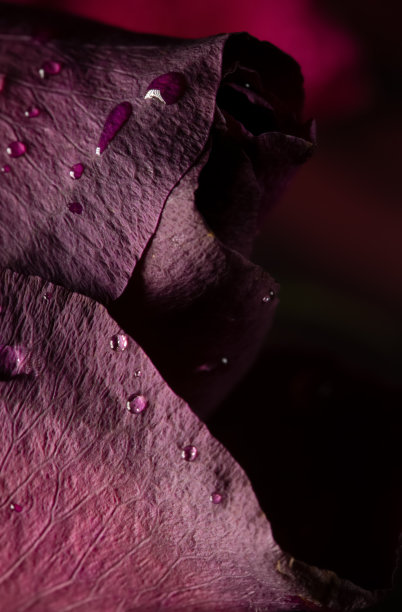 近距离拍摄美丽的暗红玫瑰，极端的微距镜头与软和非常浅的景深。图片下载