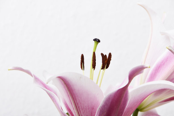 白色背景上美丽盛开的百合组成，宏观图片下载