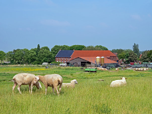 东弗里西亚农场，前景是绵羊，德国图片下载