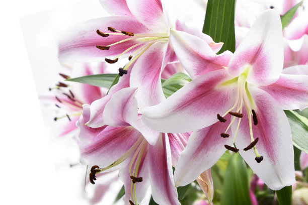 白色背景上美丽盛开的百合组成，宏观图片下载