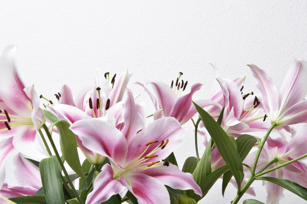 白色背景上美丽盛开的百合组成，宏观图片下载