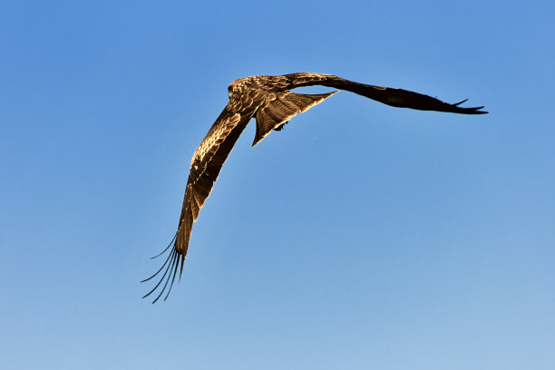 蓝色天空背景上的黑色风筝图片下载