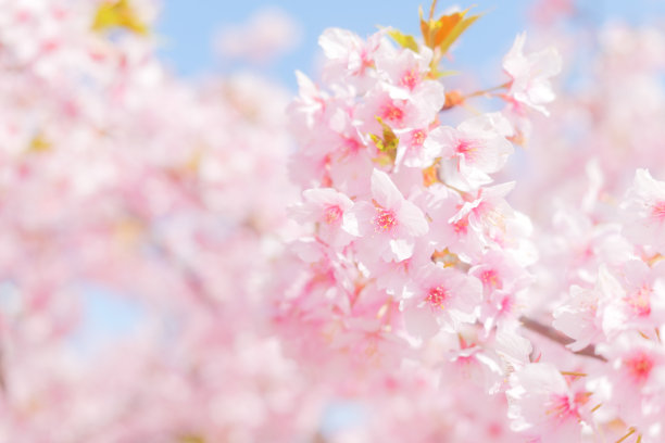 樱花盛开，拍摄于日本的春天。图片下载