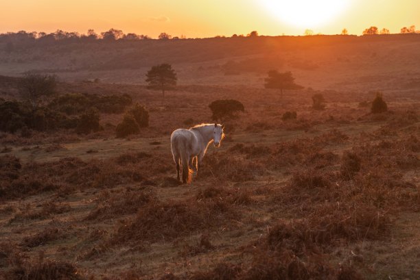 新森林的白马和日落图片下载