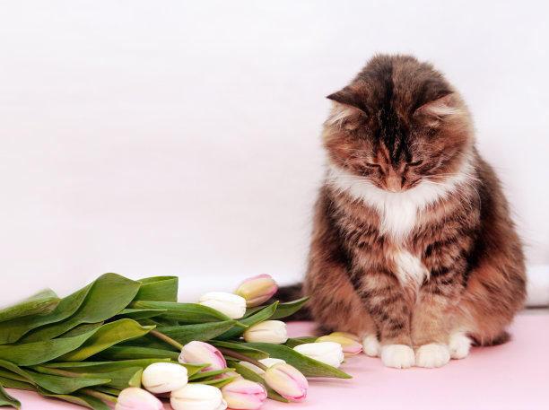 悲伤的猫向下看。对不起。道歉图片下载