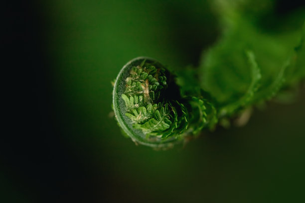 蕨类植物的叶子图片下载