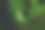 蕨类植物的叶子图片下载