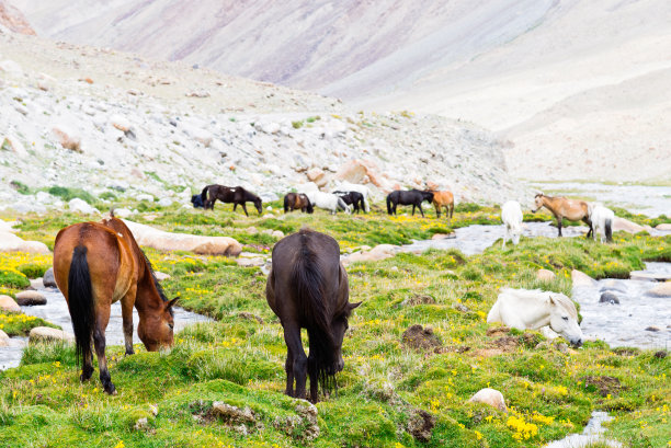 绿色草地上的马。图片下载