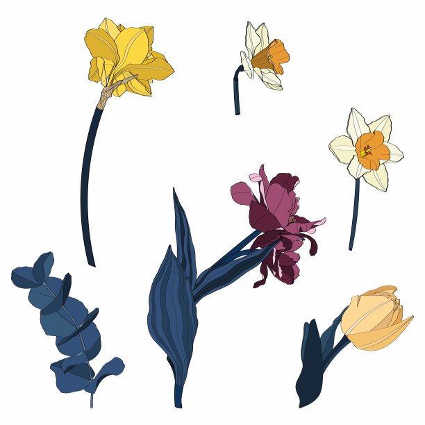 水仙花，郁金香花画。手绘花卉集。植物黑色墨水草图。非常适合做邀请函，贺卡，装饰。简单的颜色的花。图片下载