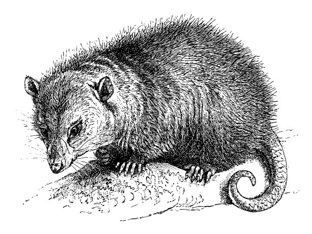 弗吉尼亚负鼠或北美负鼠（Didelphis virginiana）- 老式雕刻插图图片下载