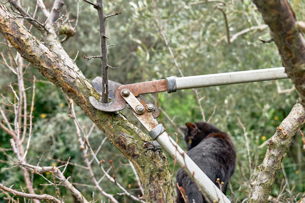用长剪在果园内对果树进行季节性修剪。照料花园。春天的园艺。图片下载