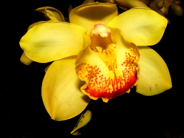 在黑色的背景下，一个明亮的黄色兰花杂交花的近景图片下载