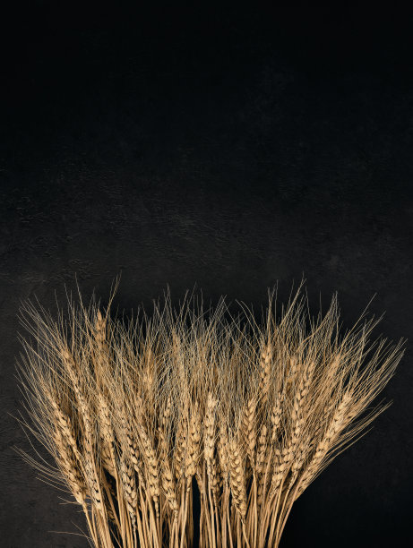 干燥的小麦穗子在黑色背景与复制空间图片下载