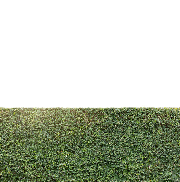 植物墙和海报图片下载