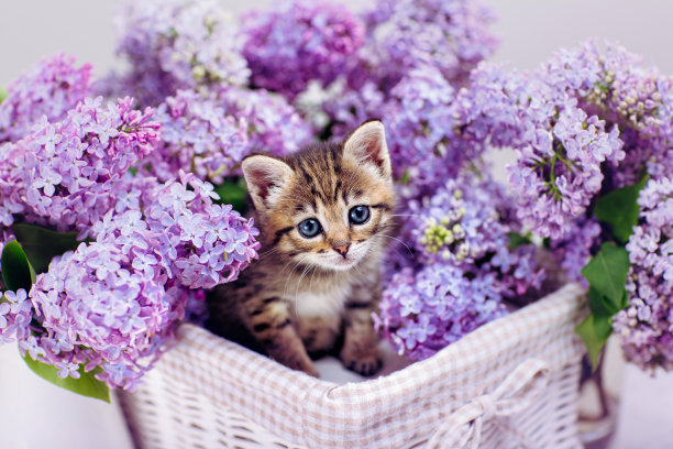 小猫正坐在装满春天紫丁香的篮子里图片下载