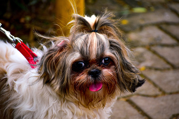 西施犬的品种，可爱的马尾辫在它的头上，并伸出舌头在一个阳光明媚的日子在外面拍摄图片下载