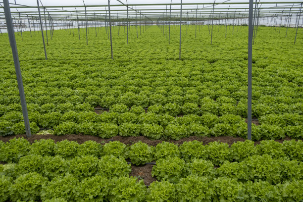 温室里的莴苣图片下载