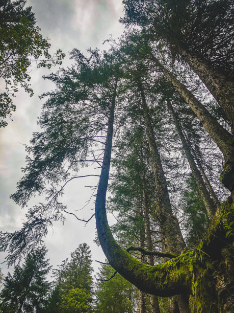 看到黑色森林的树梢。图片下载