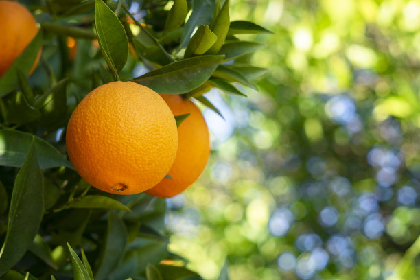 挂在花园里树枝上的橘子图片下载