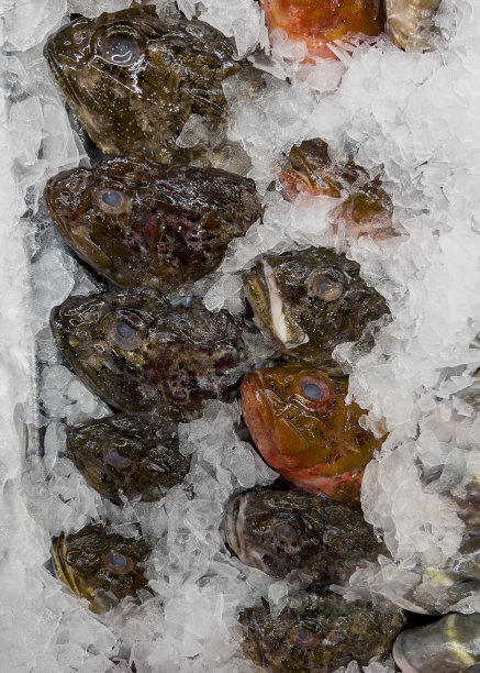 鱼市鲜鱼，蝎子鱼图片下载