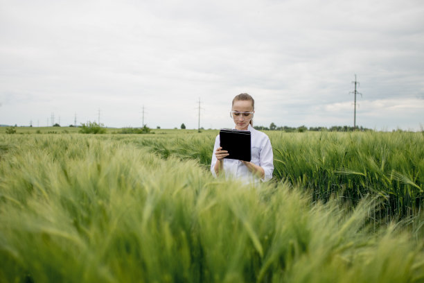 身穿白色浴衣的年轻农民正在青翠的麦田里用平板电脑查看收成情况。新一茬小麦正在生长。农业和农场概念。图片下载