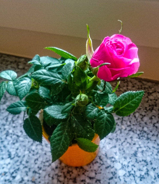 花盆里的玫瑰图片下载