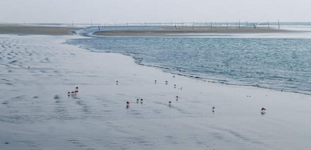 海滩上的红陆蟹或火红蟹群。孟加拉国库图比约姆联邦索纳迪亚岛的红鬼蟹。图片下载