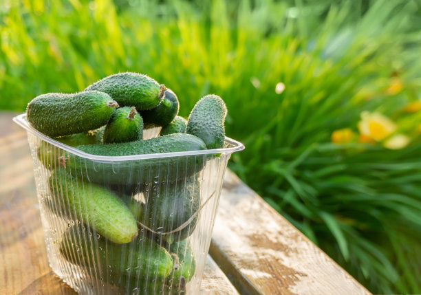 新鲜的青黄瓜被收集在一个塑料容器里。在花园里的长凳上收获黄瓜。图片下载