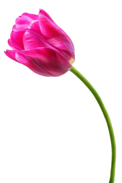 新鲜的花郁金香在一个白色孤立的背景图片下载