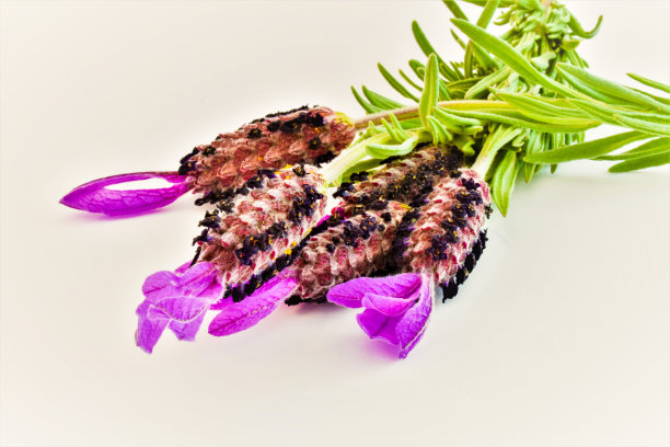 薰衣草花图片下载