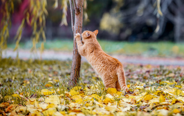 猫在树上磨爪子。宠物和动物概念图片下载