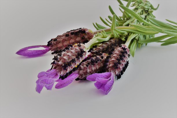 薰衣草花图片下载