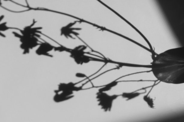 花影灰墙。抽象的中性的背景。图片下载