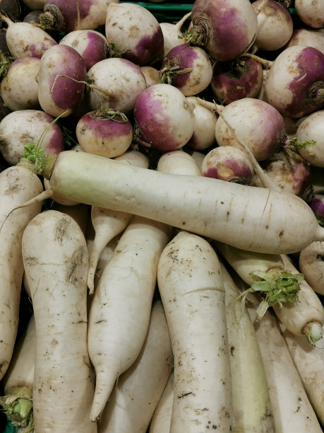 展示有机白萝卜根和白萝卜图片下载
