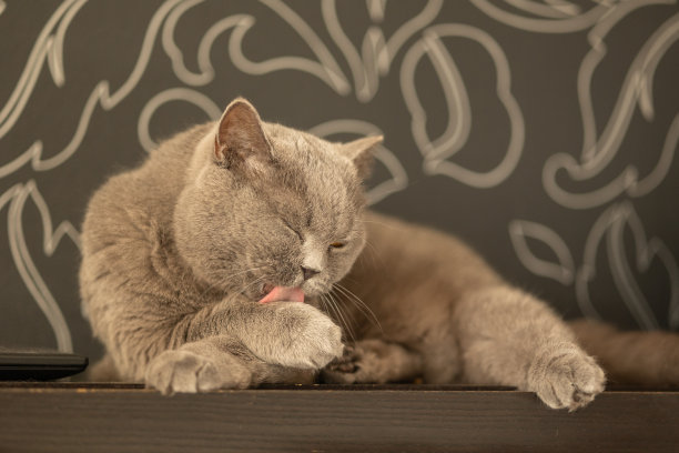 躺着的灰色猫与橙色眼睛的肖像特写。英国蓝色短毛猫。有选择性的重点图片下载