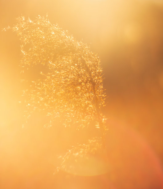 高干草，芦苇在日落橙色光与模糊的背景。自然植物“n图片下载