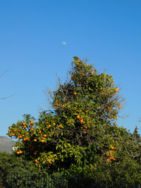 酸橙树图片下载