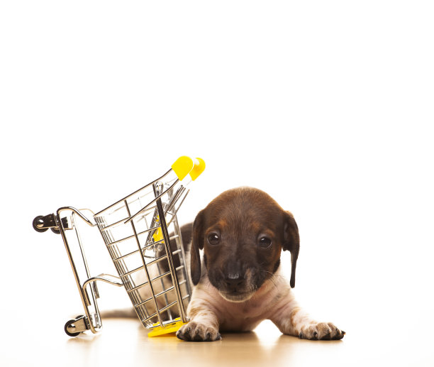 狗车白色背景的图像图片下载