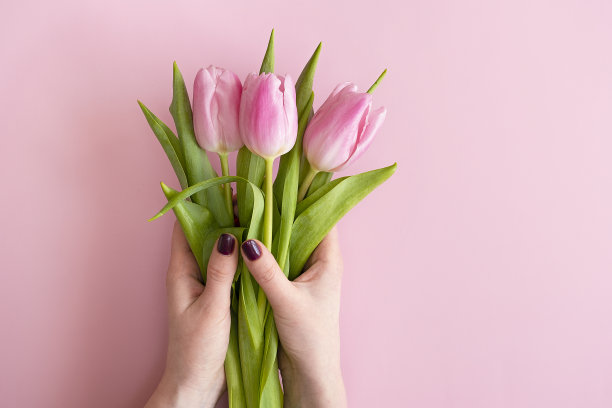 粉色背景下，女性手中的郁金香。图片下载