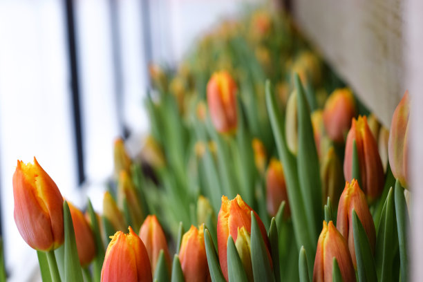 温室里盛开的橙色郁金香。自然背景。小生意。春天的概念,园艺。妇女节和母亲节。图片下载