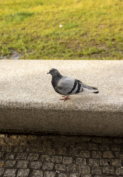 城市中地面或人行道上的鸽子。鸽子或鸽子在模糊的背景上。鸽子概念照片。岩石鸽子的侧面镜头图片下载