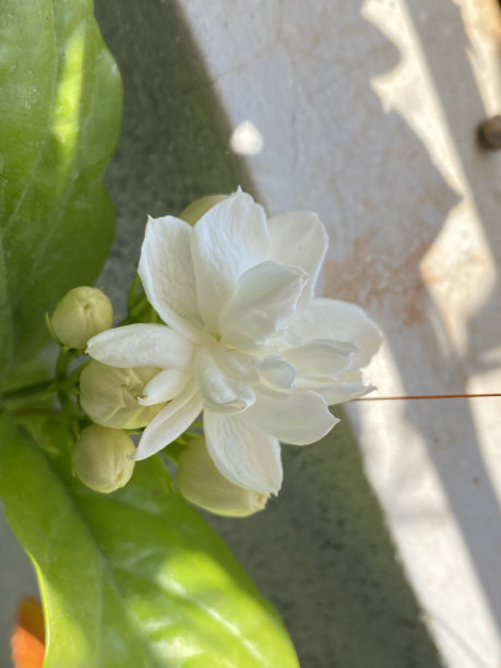茉莉图片下载