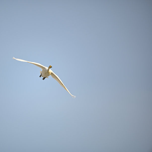 一只大天鹅在瑞典的提斯林根湖附近飞翔图片下载